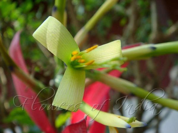 Permanent Wave Plant